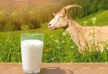 Mengenal Manfaat Minum Susu Kambing bagi Tubuh