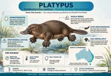 Platipus Menjadi Hewan Purba yang Membingungkan Para Ilmuwan