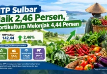 NTP Sulbar Naik 2,46 Persen, Hortikultura Melonjak 4,44 Persen