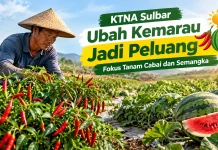 KTNA Sulbar Ubah Kemarau Jadi Peluang, Fokus Tanam Cabai dan Semangka