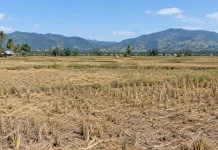 Kemarau Panjang, Aktivitas Pertanian di Polman - Majene Terdampak