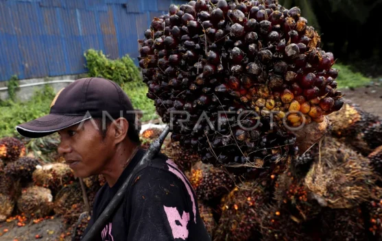 Harga TBS Kelapa Sawit Pekebun Mitra Sulbar Mengalami Kenaikan