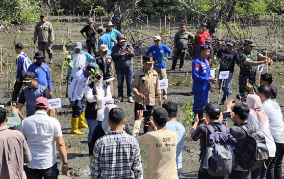 Siasati Anggaran Tanggul, Bupati Mamuju Pilih Mangrove
