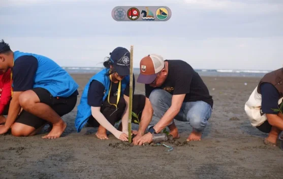 Mahasiswa KKN UGM Tanam 500 Mangrove di Pantai Gonda Campalagian