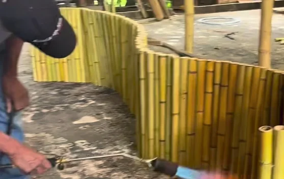 Tak Sekadar Tanaman, Ini Beragam Manfaat Bambu bagi Lingkungan dan Ekonomi