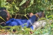 Pegawai Kemenag Mamuju Ditemukan Tergantung di Pohon