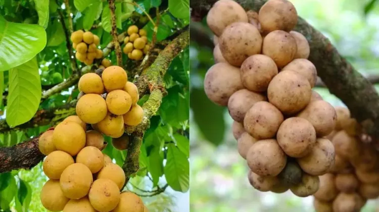 Langsat dan Duku, Buah Tropis yang Serupa tapi Tak Sama