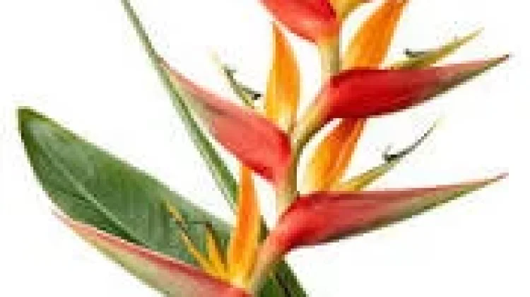 Mengenal Helikonia, Tanaman Tropis yang Bisa Memperindah Taman