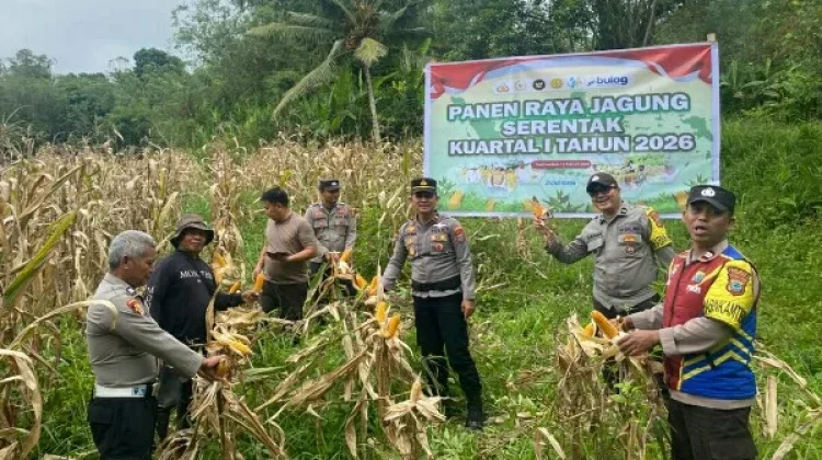 Sinergi Polsek Toulimambot dan Petani Panen Jagung di Tonsea Lama