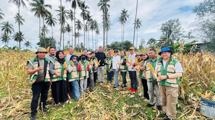 Panen Jagung Paniki Bukti Pertanian Kota Manado Masih Tumbuh