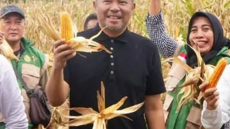 Panen Jagung di Mapanget Manado