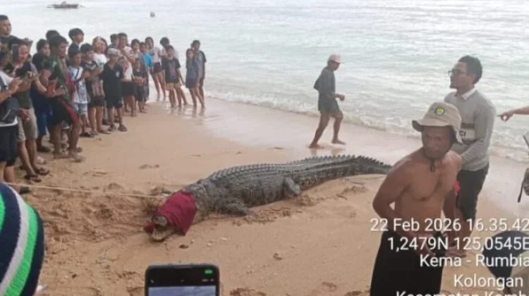 Buaya Liar Resahkan Warga Berhasil Ditangkap