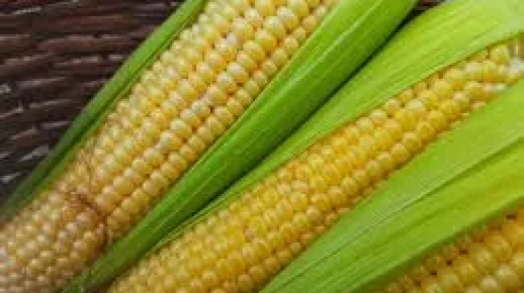 Jagung, Sumber Karbohidrat Sehat Pengganti Nasi