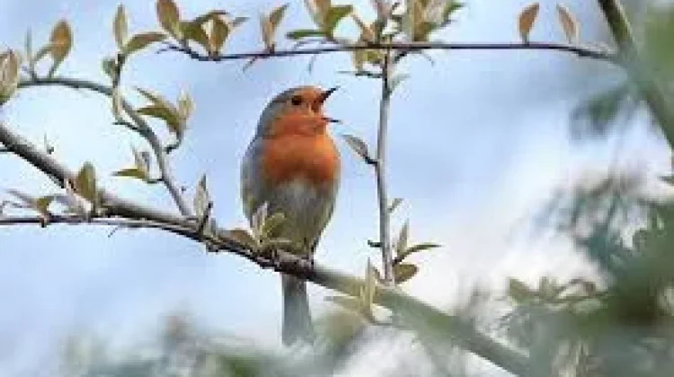 Terapi Alami Kicauan Burung Tingkatkan Kesehatan Mental