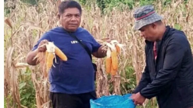 Polres Kepulauan Talaud Gelar Panen Raya Jagung