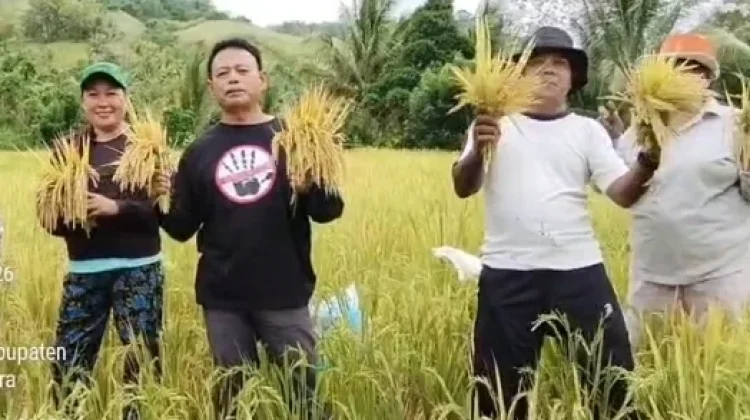 Panen Perdana, Pemdes Talise Optimalkan Hasil Padi Inpari 42