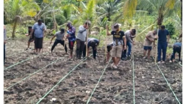 Polsek Kabaruan Tanam Jagung di Desa Taduna