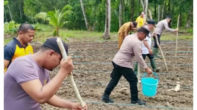Kapolsek Gemeh Pimpin Penanaman Jagung di Perbatasan