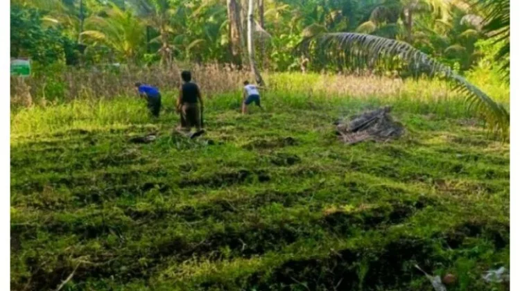 Polsek Miangas Bersihkan Lahan Jagung Setengah Hektar