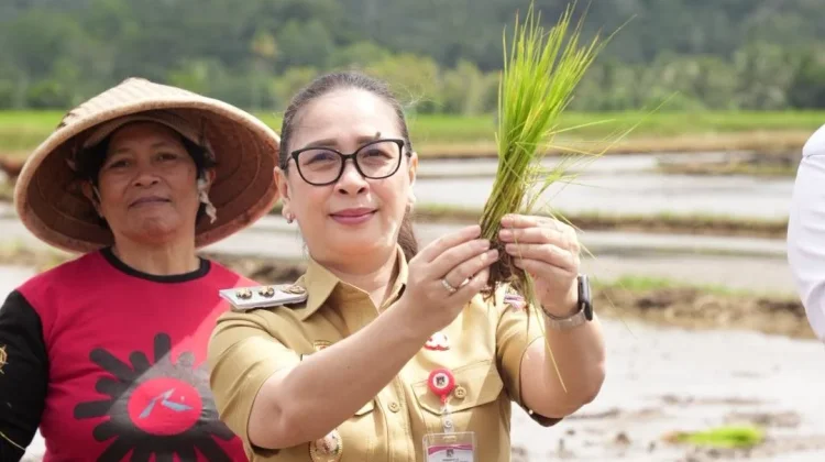 Gerakan Tanam Padi Perkuat Produktivitas Pertanian Minahasa