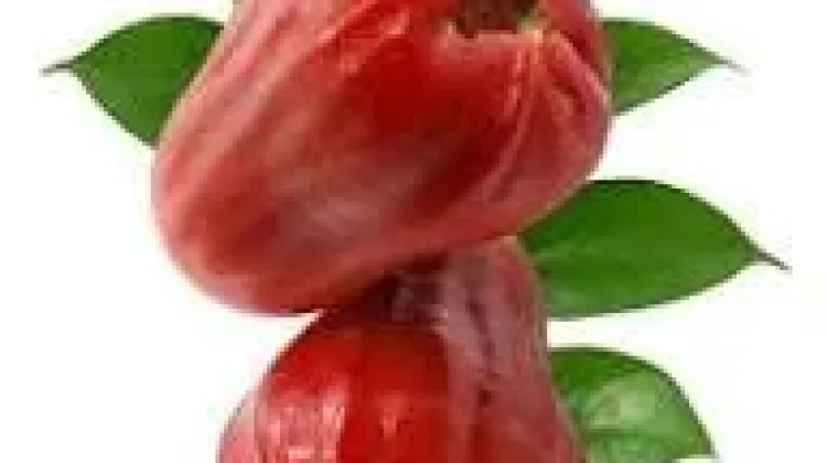 Jambu Air Buah Tropis Kaya Nutrisi bagi Kesehatan