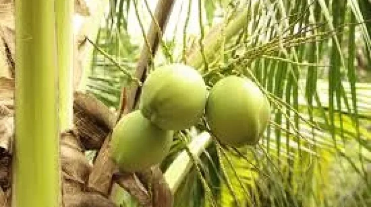 Kebaikan Alam dalam Keajaiban Kelapa Muda