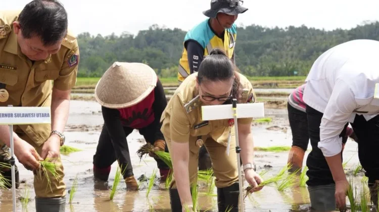 Di Sawah Touliang, Asa Swasembada Ditanam Bersama
