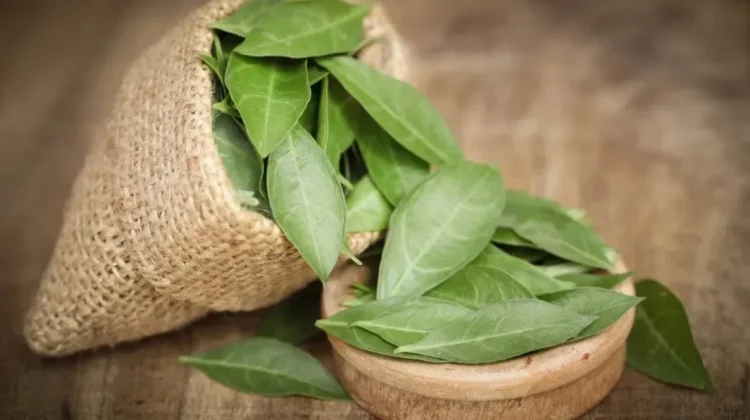 Manfaat Daun Pacar