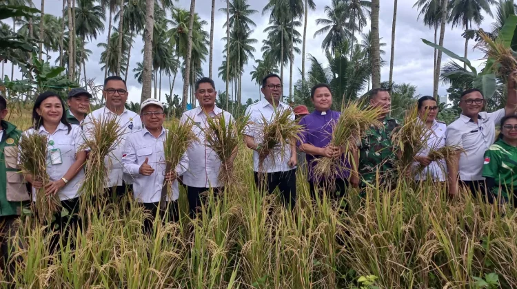 Panen Padi Gogo Buha Hasilkan 25 Karung per Musim
