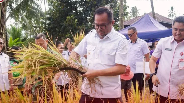 Panen Padi Ladang di Buha Mapanget