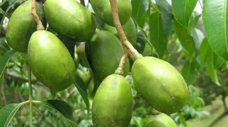 Ini Manfaat Kedondong untuk Kesehatan Tubuh