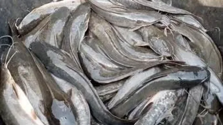 Manfaat Ikan Lele untuk Kesehatan