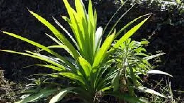 Rahasia Tradisional Daun Pandan Antioksidan dan Pewarna Alami