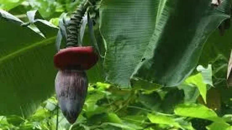 Jantung Pisang, Pangan Sederhana Kaya Serat dan Antioksidan