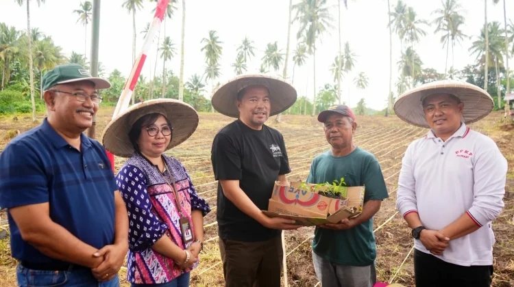 Kelompok Tani Solafide Tanam Jagung dan Terima Bibit Rica di Kelurahan Pandu
