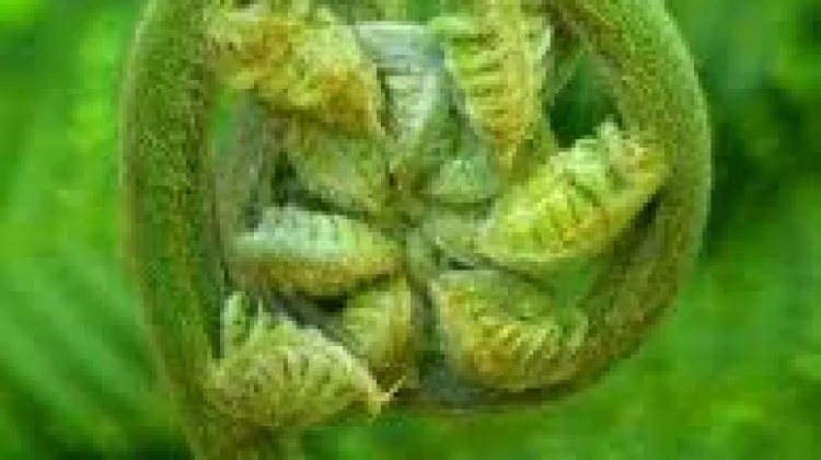 Daun Pakis, Sayuran Tradisional Kaya Nutrisi