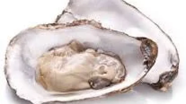 Tiram: Makanan Laut Bergizi dan Ramah Lingkungan