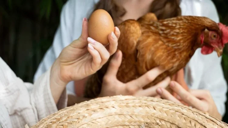 Waspada Bahaya Bakteri Kebal Obat di Balik Menu Ayam dan Telur