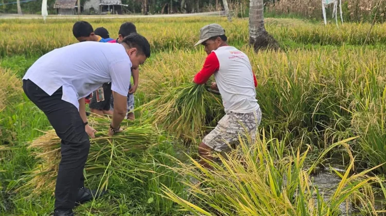 Dukung Ketahanan Pangan, Pemdes Wasian Minut Panen Padi Sawah