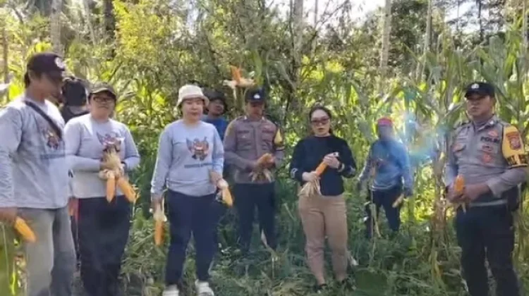 Ketahanan Pangan, Pemdes Lumpias Minut Panen Jagung