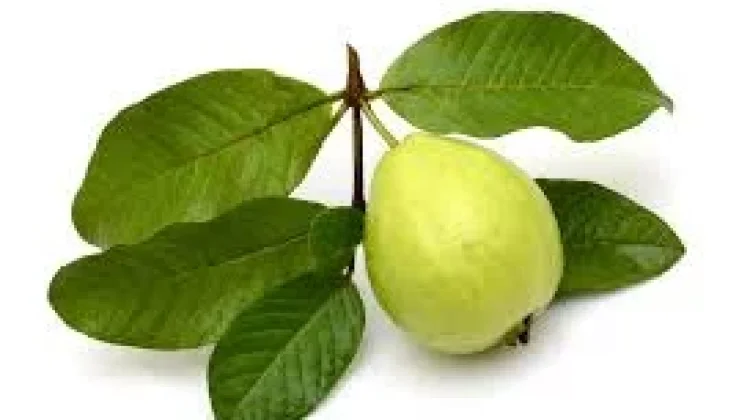 Manfaat Daun Jambu Biji untuk Kesehatan