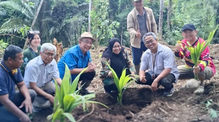 Dorong Produksi Kelapa, BRMP Palma Tanam Pohon di Skolah Pangan Likupang