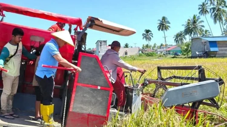 Bupati Lasena Panen Padi di Desa Bintauna Pantai