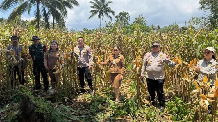 Ketahanan Pangan, Pemdes Dimembe Panen Jagung