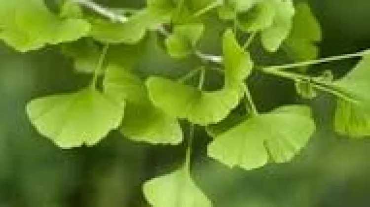 Manfaat Ginkgo biloba untuk Otak dan Peredaran Darah