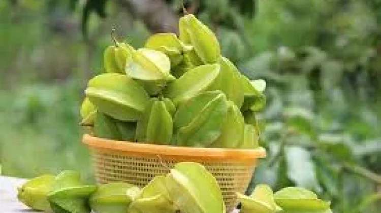 Buah Belimbing Kaya Nutrisi Antioksidan Pilihan Sehat
