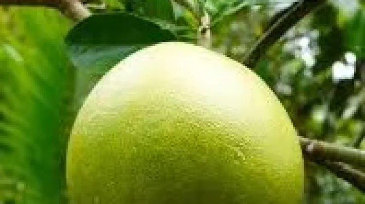 Jeruk Bali, Buah Tropis Kaya Nutrisi