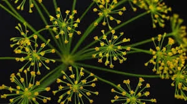 Dill, Tanaman Herba Aromatik Antioksidan Alami