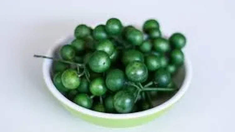 Leunca Superfood Lokal, Lalapan Tradisional Kaya Nutrisi
