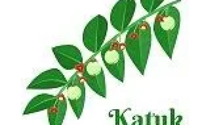 Daun Katuk Herbal Kaya Nutrisi untuk Kesehatan dan Produksi ASI